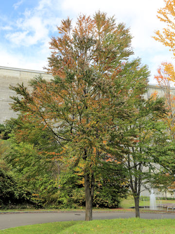Cercidiphyllum japonicum