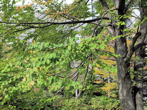 Cercidiphyllum japonicum