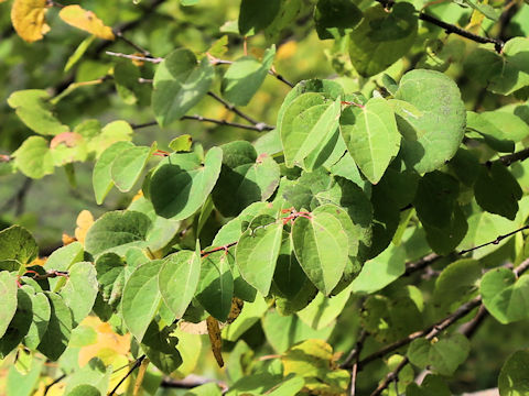 Cercidiphyllum japonicum