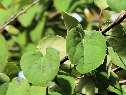 Cercidiphyllum japonicum