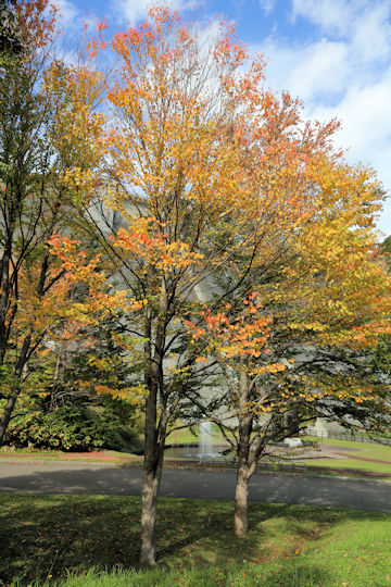 Cercidiphyllum japonicum