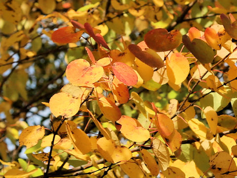 Cercidiphyllum japonicum