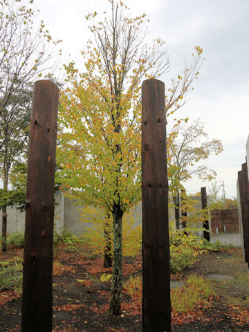Cercidiphyllum japonicum