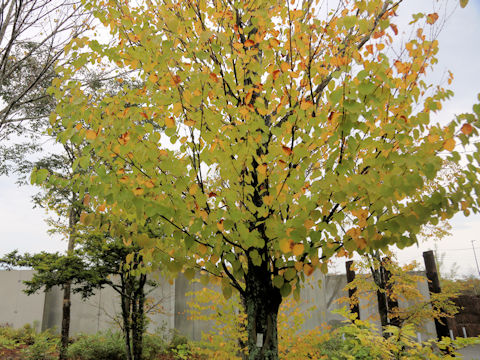 Cercidiphyllum japonicum