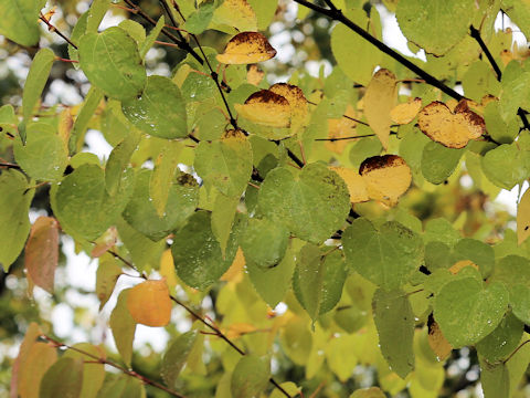 Cercidiphyllum japonicum