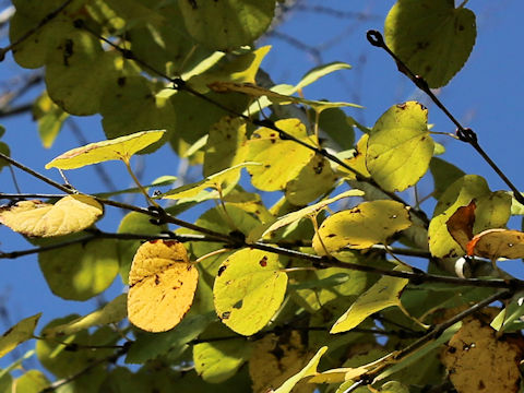 Cercidiphyllum japonicum