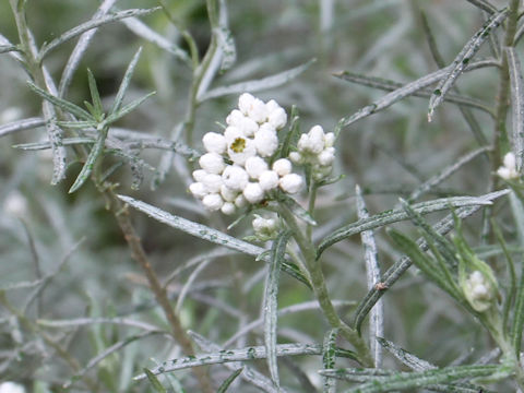 Anaphalis margaritacea ssp. yedoensis