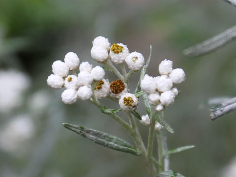 Anaphalis margaritacea ssp. yedoensis