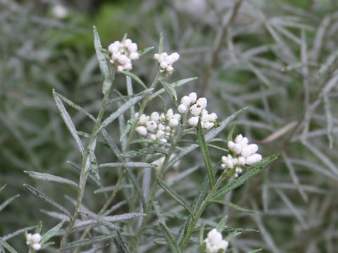 Anaphalis margaritacea ssp. yedoensis