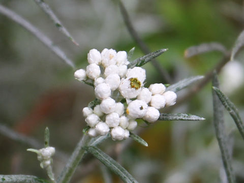 Anaphalis margaritacea ssp. yedoensis