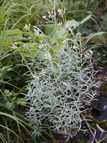 Anaphalis margaritacea ssp. yedoensis