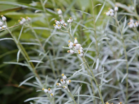 Anaphalis margaritacea ssp. yedoensis