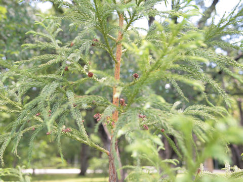 Cryptomeria japonica var. sinensis cv. Elegans