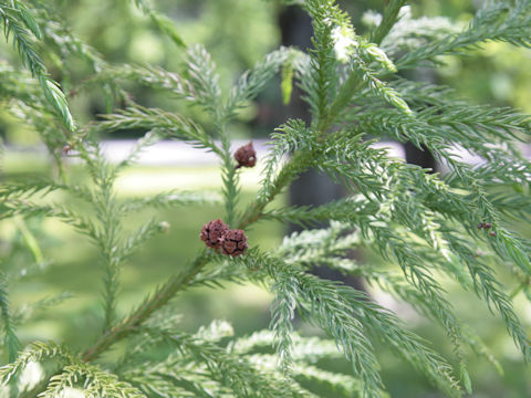 Cryptomeria japonica var. sinensis cv. Elegans