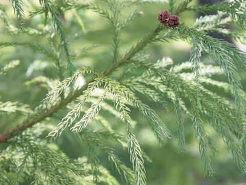 Cryptomeria japonica var. sinensis cv. Elegans