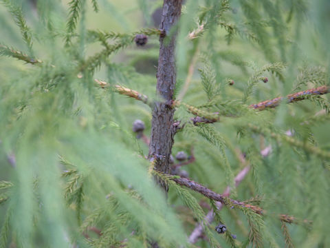 Cryptomeria japonica var. sinensis cv. Elegans