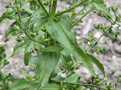 Veronica undulata