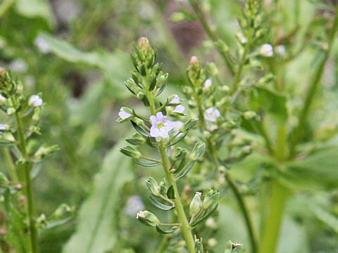 Veronica undulata