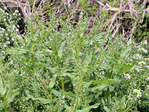 Veronica undulata