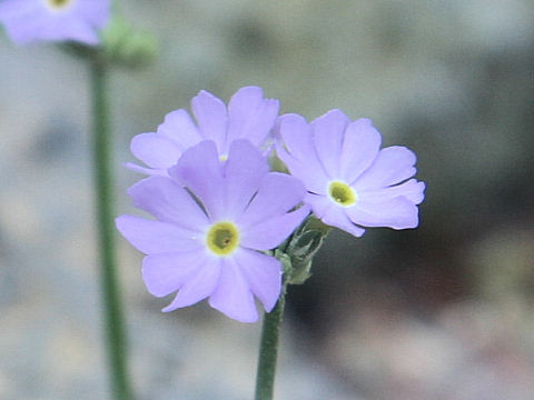 Primula borealis