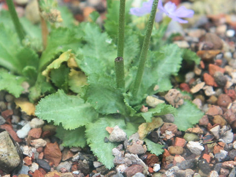 Primula borealis