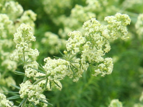 Galium verum var. asiatica f. nikkoense