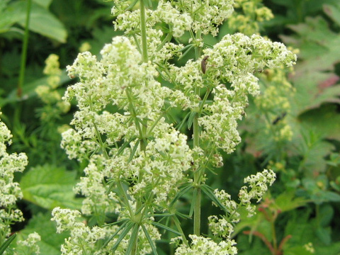 Galium verum var. asiatica f. nikkoense