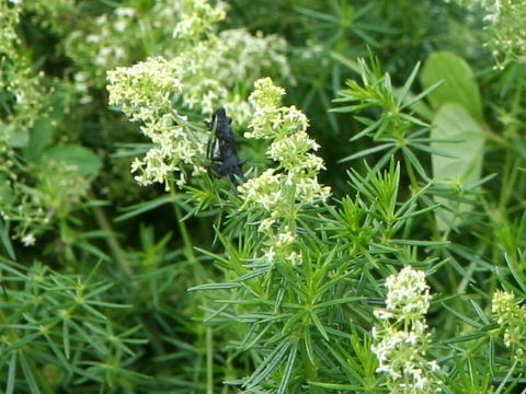 Galium verum var. asiatica f. nikkoense