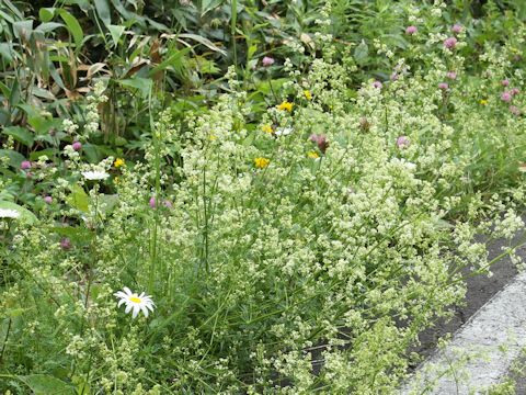 Galium verum var. asiatica f. nikkoense