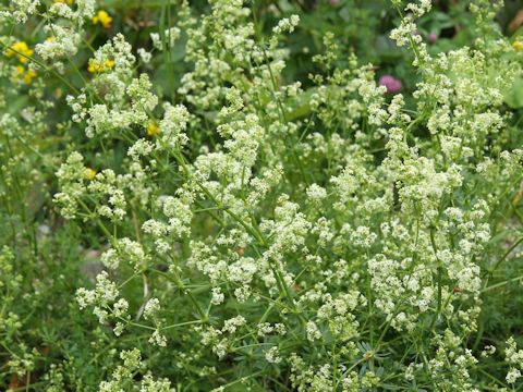 Galium verum var. asiatica f. nikkoense