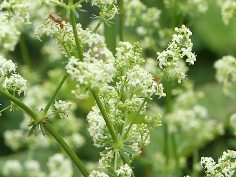 Galium verum var. asiatica f. nikkoense