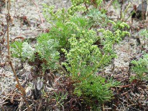 Galium verum var. asiatica f. nikkoense