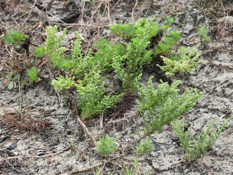 Galium verum var. asiatica f. nikkoense