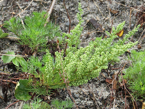 Galium verum var. asiatica f. nikkoense