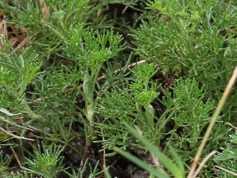 Galium verum var. asiatica f. nikkoense