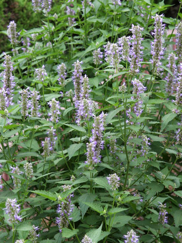 Agastache rugosa