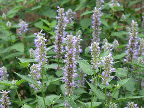 Agastache rugosa