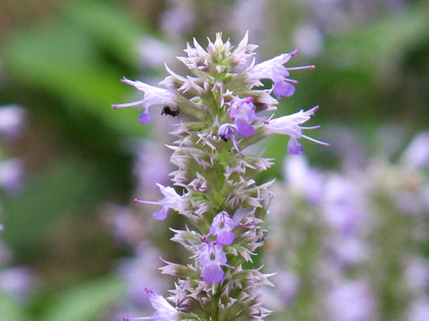 Agastache rugosa