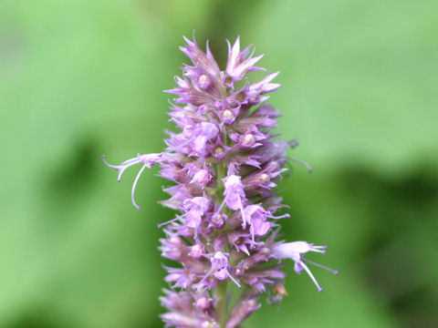 Agastache rugosa