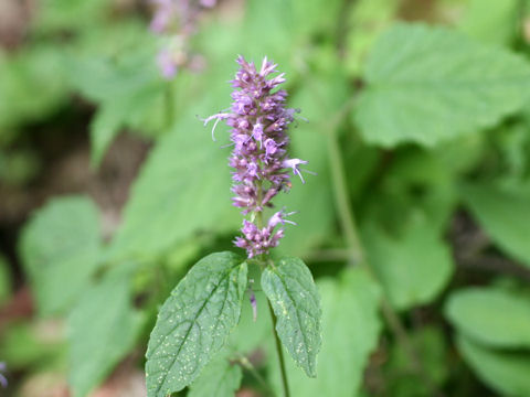 Agastache rugosa