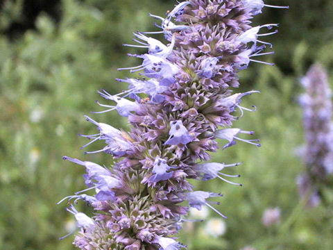 Agastache rugosa