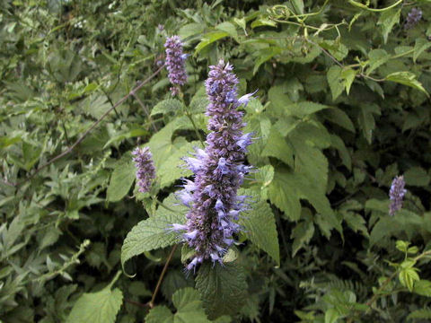 Agastache rugosa