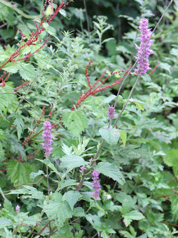 Agastache rugosa