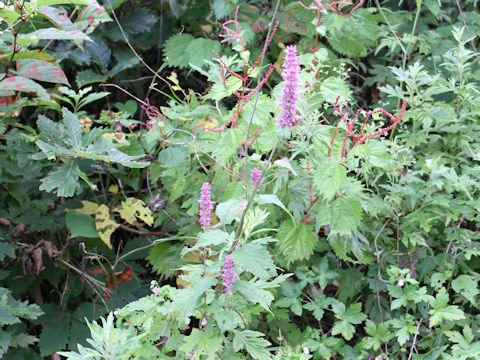 Agastache rugosa