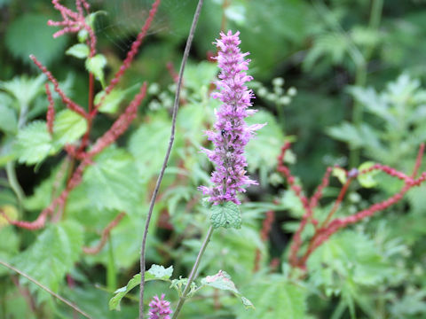 Agastache rugosa