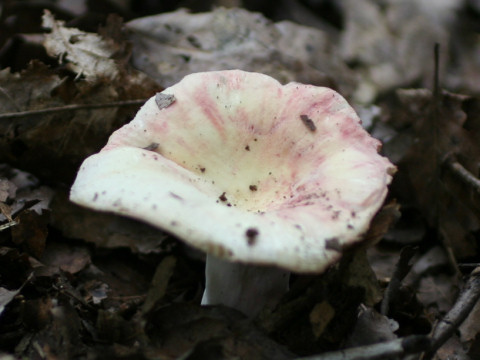 Russula cyanoxantha