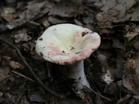 Russula cyanoxantha