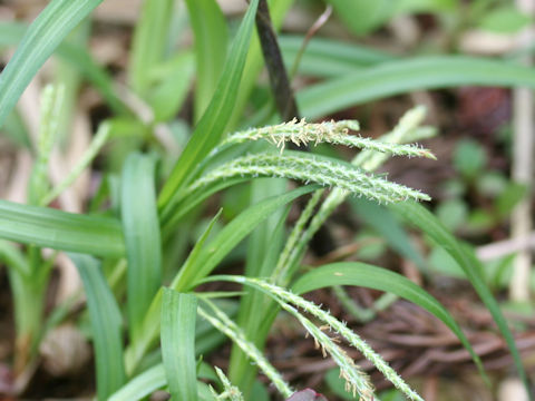 Carex incisa