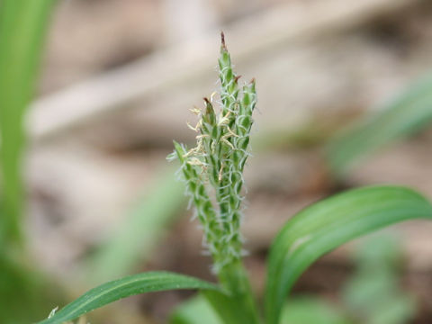 Carex incisa