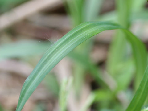 Carex incisa